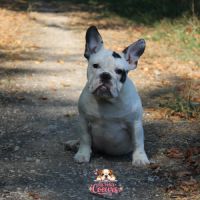 Chiot bulldog anglais x bouledogue français #1