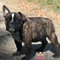 Chiot bulldog anglais x bouledogue français #2