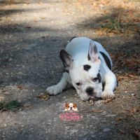 Chiot bulldog anglais x bouledogue français #3