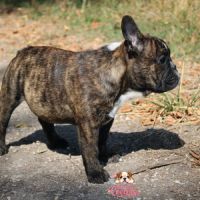 Chiot bulldog anglais x bouledogue français #4