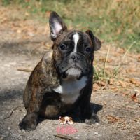 Chiot bulldog anglais x bouledogue français