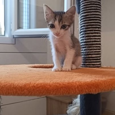 Chat bilbo à l adoption #0