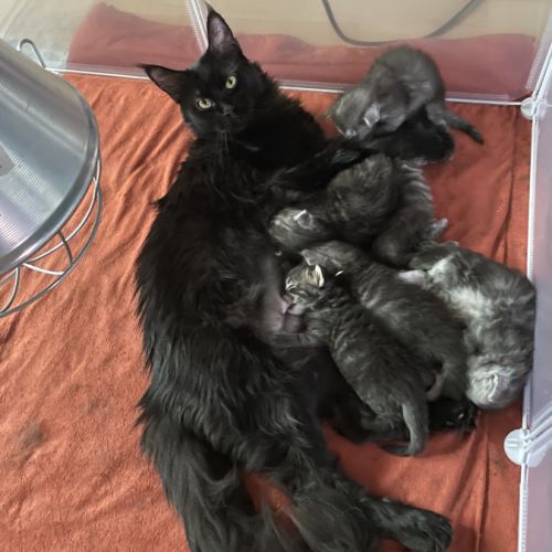 A réserver chatons maine coon #0