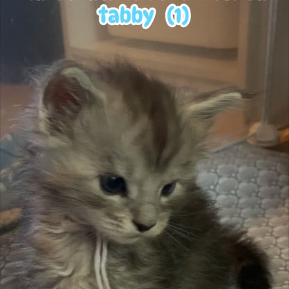 A réserver chatons maine coon #6