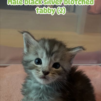 A réserver chatons maine coon #7