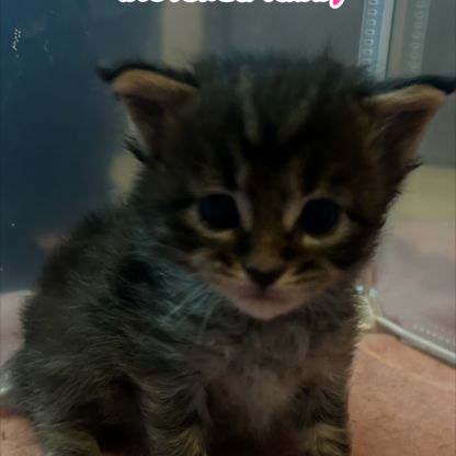 A réserver chatons maine coon #8