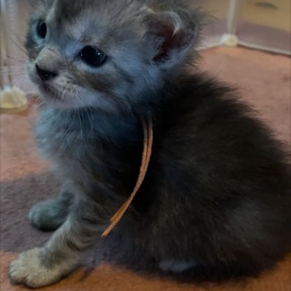 A réserver chatons maine coon #10