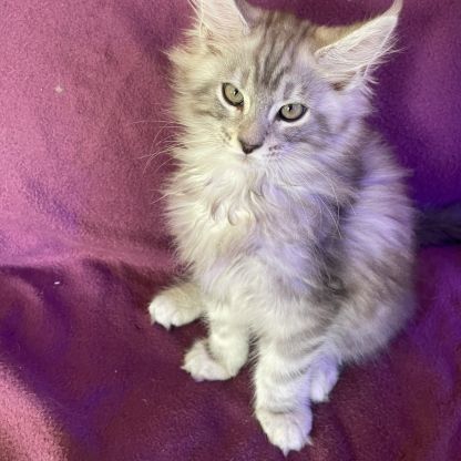 A réserver chatons maine coon #1