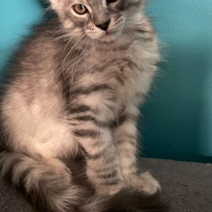 A réserver chatons maine coon