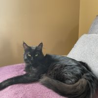 A réserver chatons maine coon #1