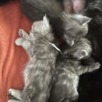 A réserver chatons maine coon #2