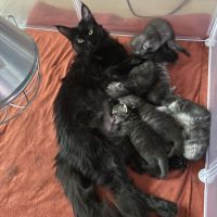 A réserver chatons maine coon