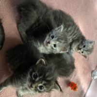 A réserver chatons maine coon #4