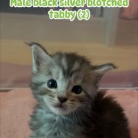 A réserver chatons maine coon #7