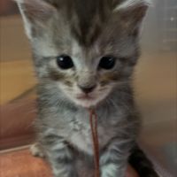 A réserver chatons maine coon #9