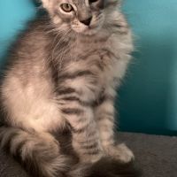 A réserver chatons maine coon
