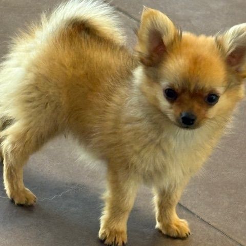 Pomchi 2 male #1