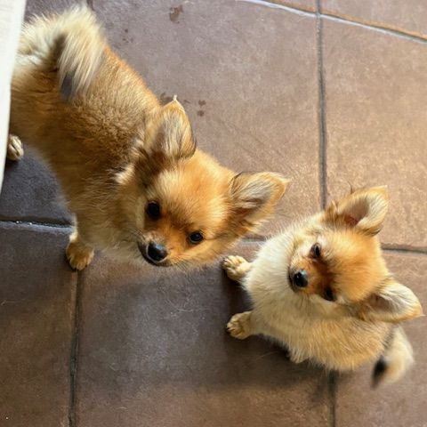 Pomchi 2 male #3