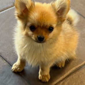 Pomchi 2 male #4