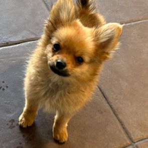 Pomchi 2 male #5