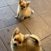Pomchi 2 male