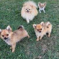 Pomchi 2 male #6