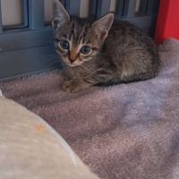Chat pablo à l adoption