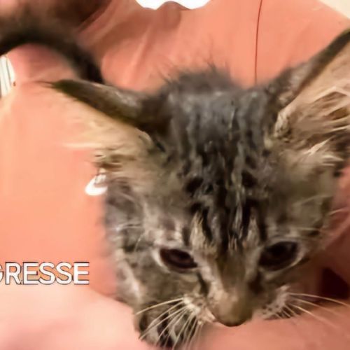 Chat tigresse à l adoption #0