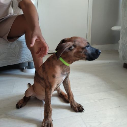 Junior, 2 mois et demi, cherche de bons adoptants #3