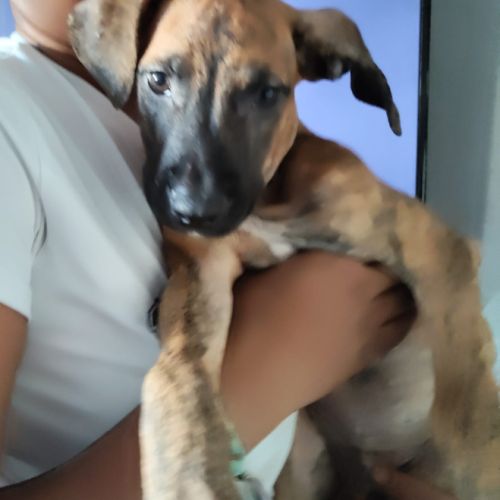 Junior, 2 mois et demi, cherche de bons adoptants #5