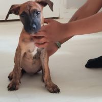 Junior, 2 mois et demi, cherche de bons adoptants #1