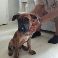 Junior, 2 mois et demi, cherche de bons adoptants #2
