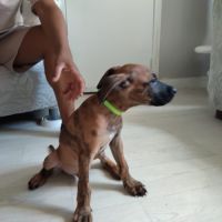 Junior, 2 mois et demi, cherche de bons adoptants #3