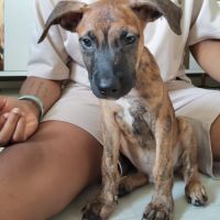 Junior, 2 mois et demi, cherche de bons adoptants