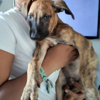 Junior, 2 mois et demi, cherche de bons adoptants #6