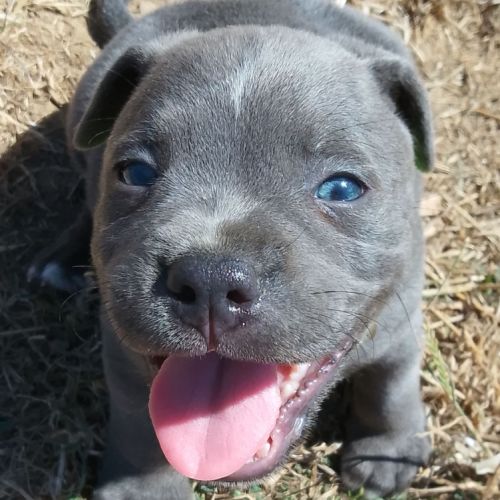 Staffie #1