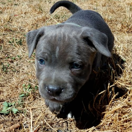 Staffie #3
