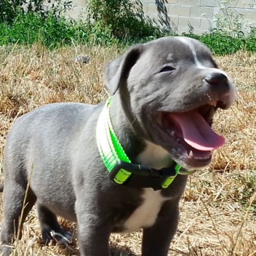 Staffie #6