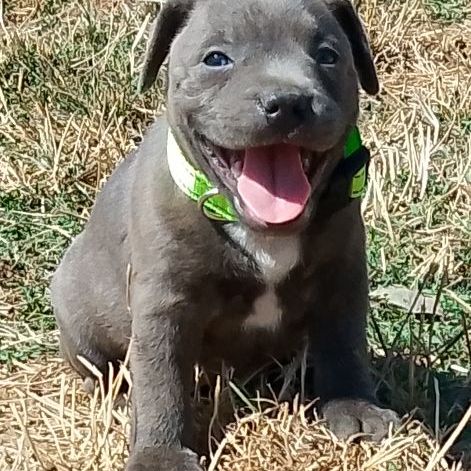 Staffie #10