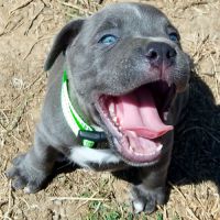 Staffie #2