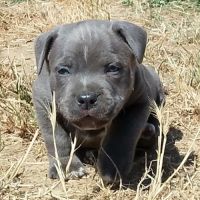 Staffie #4