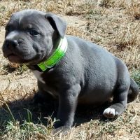 Staffie #5