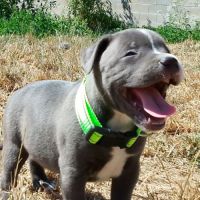 Staffie #6