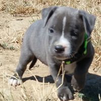 Staffie #7