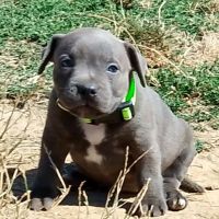 Staffie