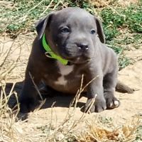 Staffie #9