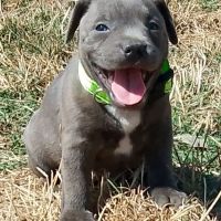 Staffie #10