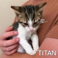 Chat titan à l adoption