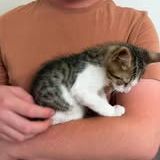 Chat titan à l adoption #2