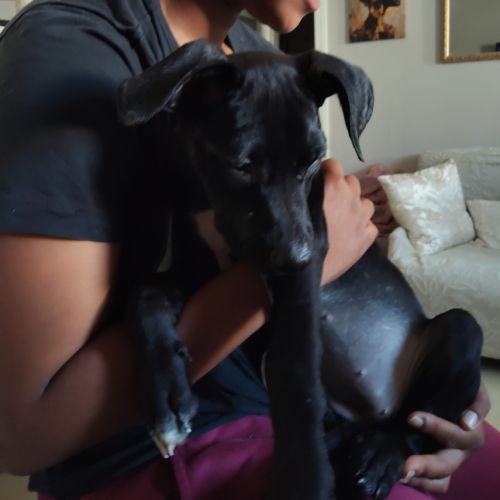 Mimi, 2 mois et demi, cherche un bon foyer #1